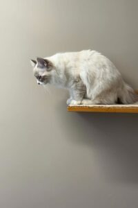 Kasteration og sterilisation: Alt du skal vide om neutralisation af kat