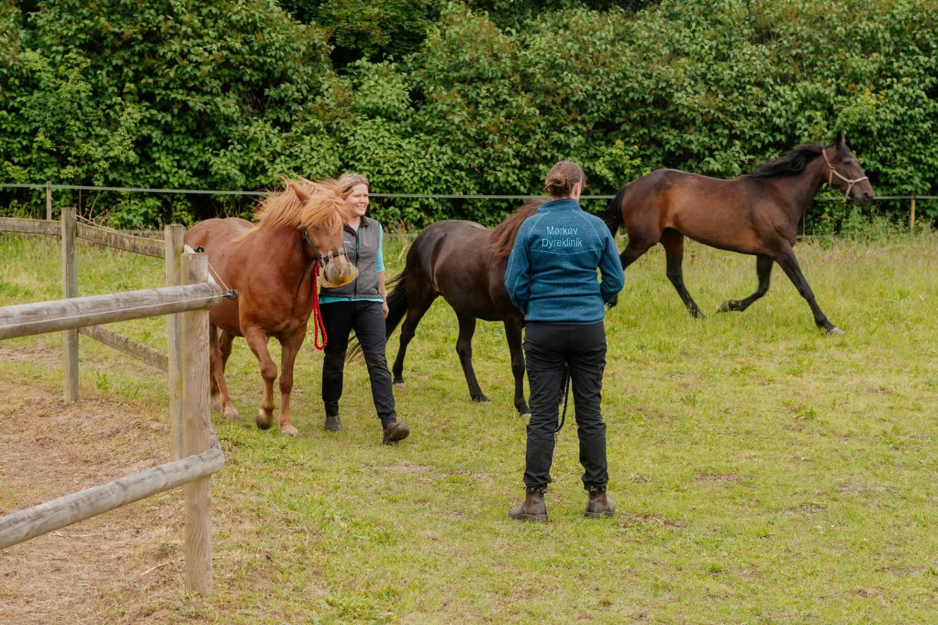 Inseminering af hest: Alt du skal vide om forløb, fordele og succesfuld inseminering