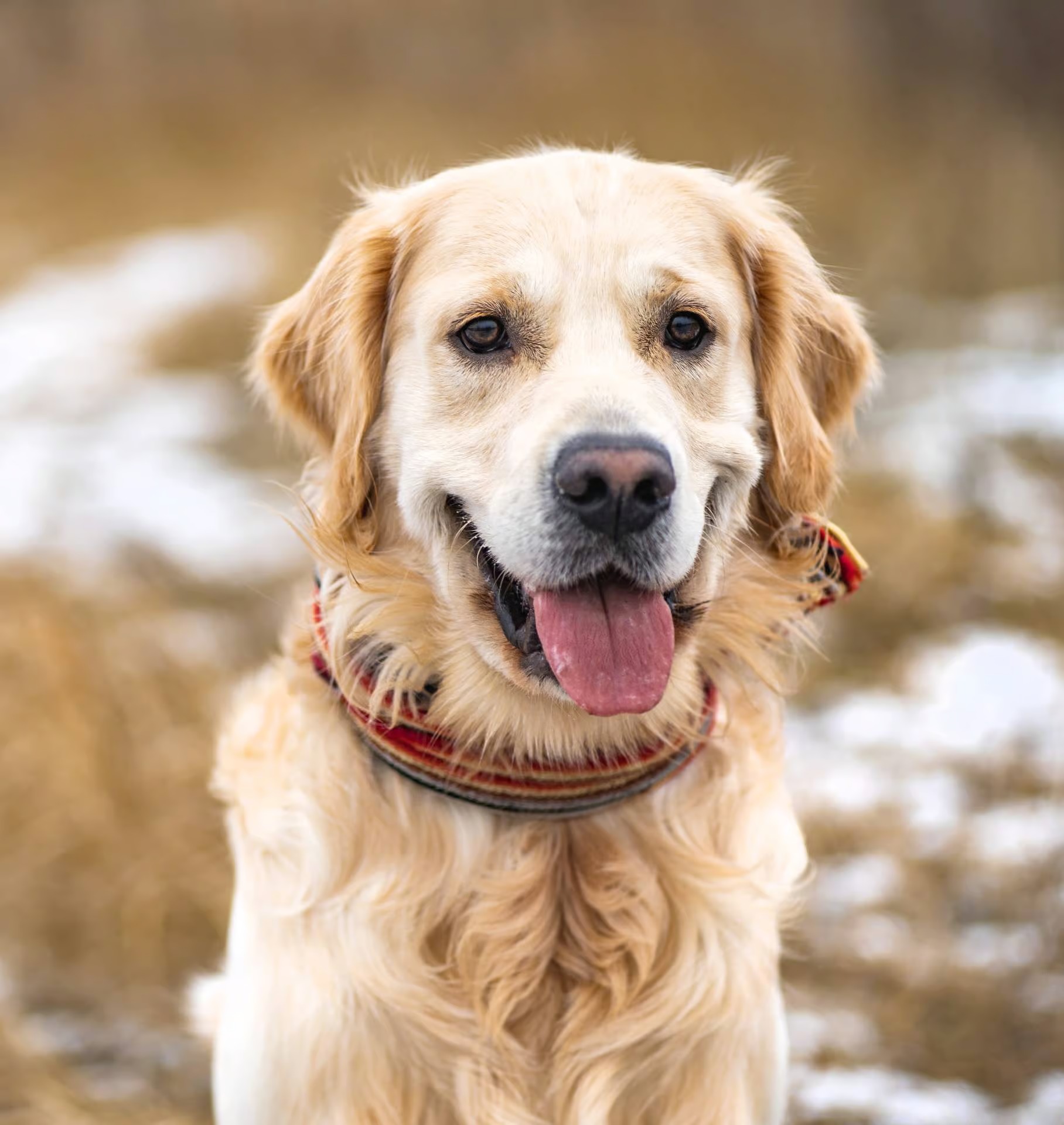 Paradentose hos hund og hvordan du hjælper din hunds tænder
