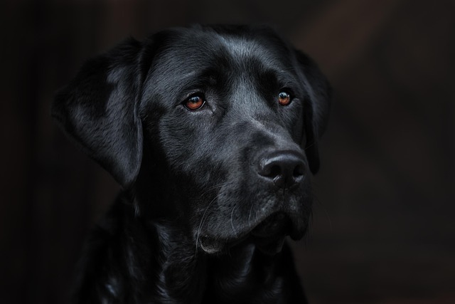 Hundesalon og hundekennel for begyndere